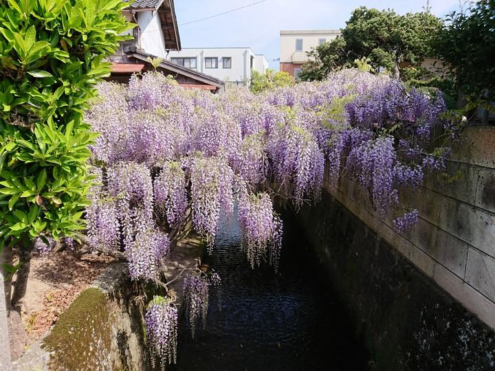 藤