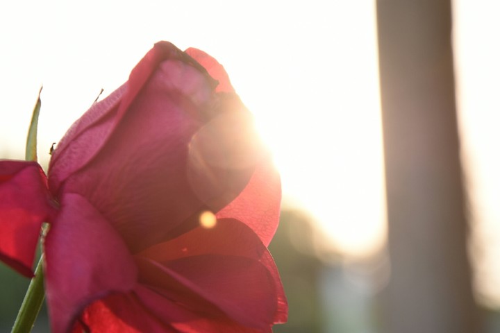#rose