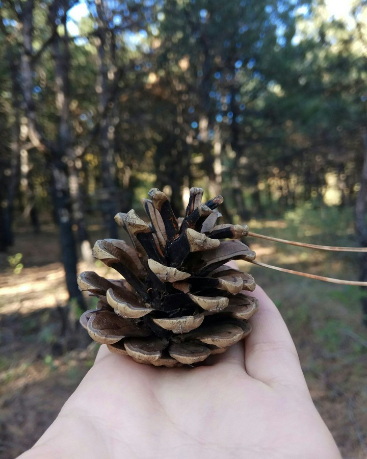among the pines