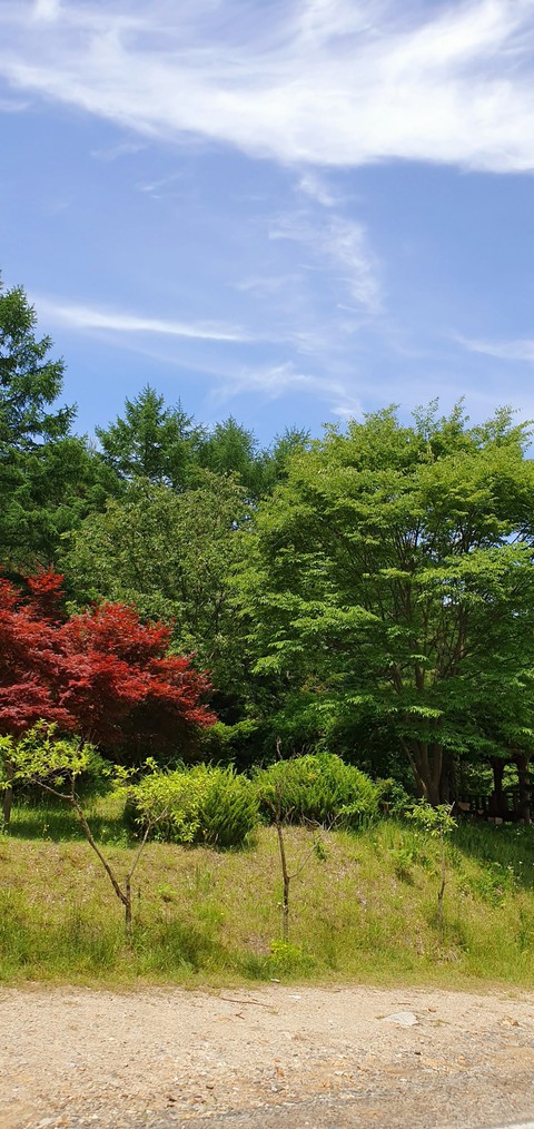 Trees