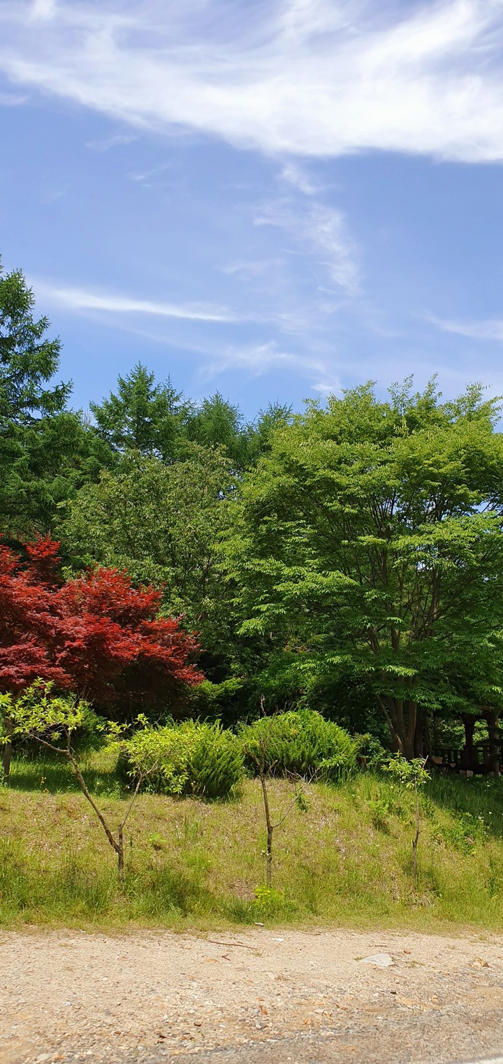 Trees