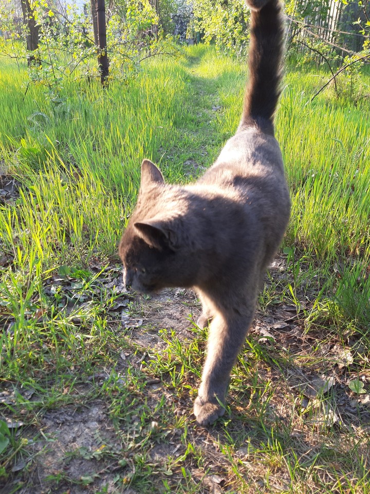 Cat in Forest