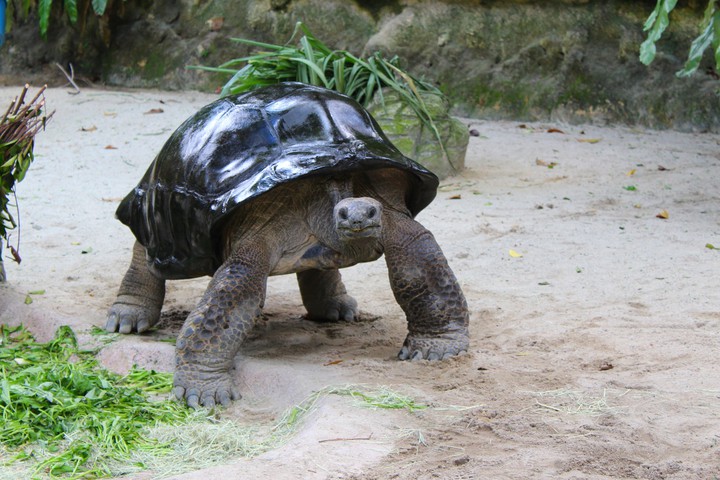 Turtle, Singapore Zoo