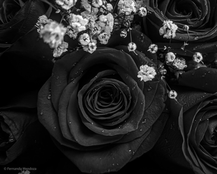 Black Roses