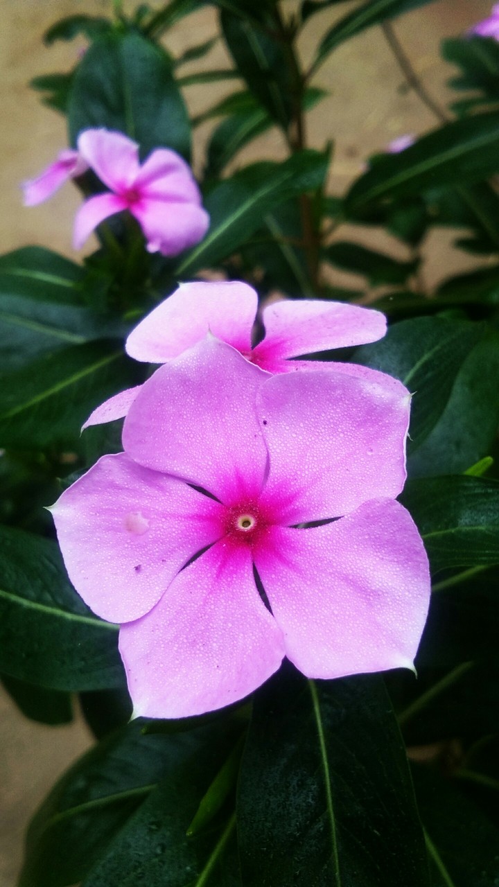 flowers