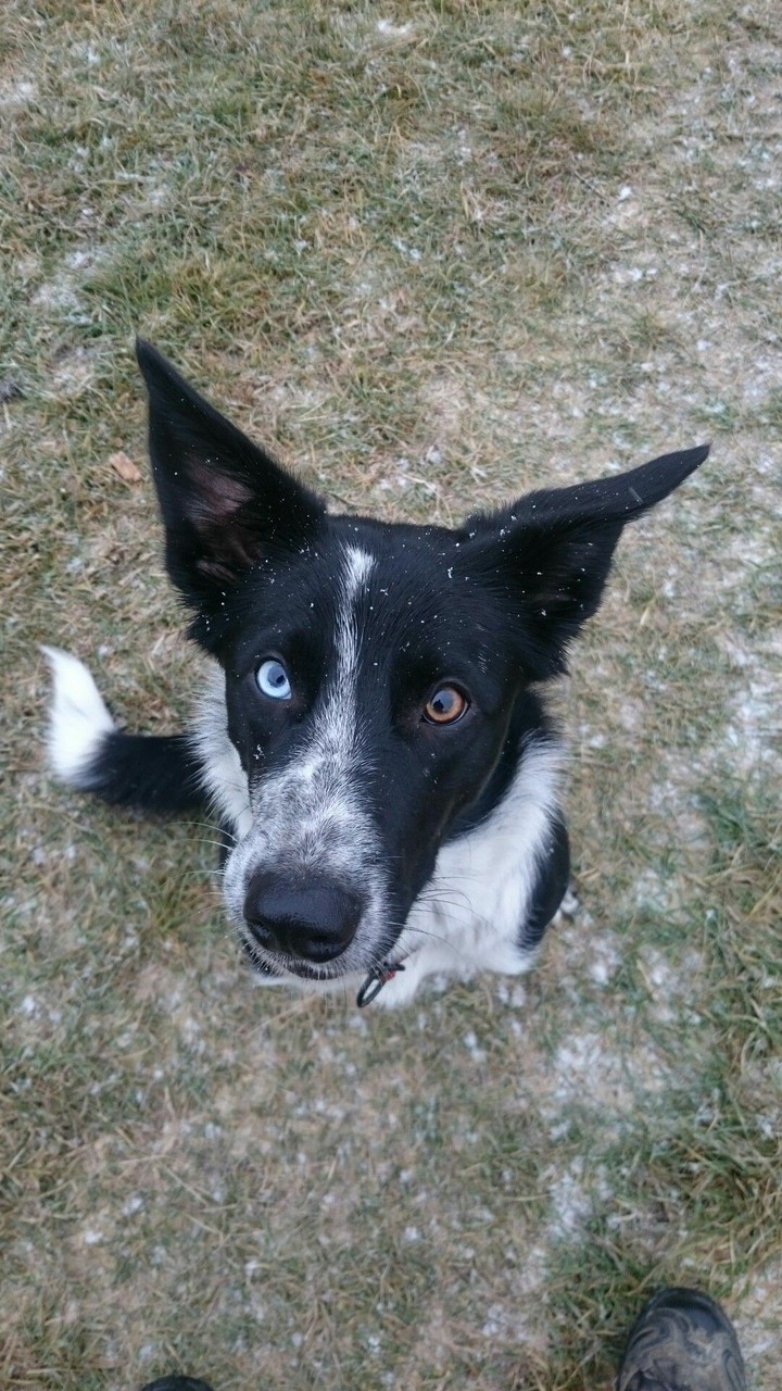 The Border Collie Because There Is No Better Dog