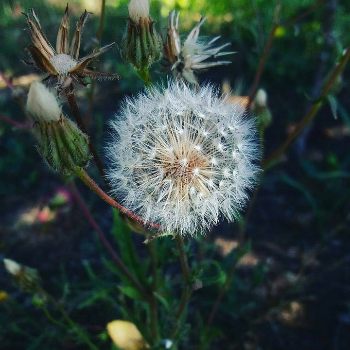 dream