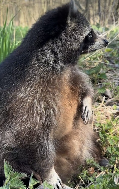 wallpaper mustelids, snout
