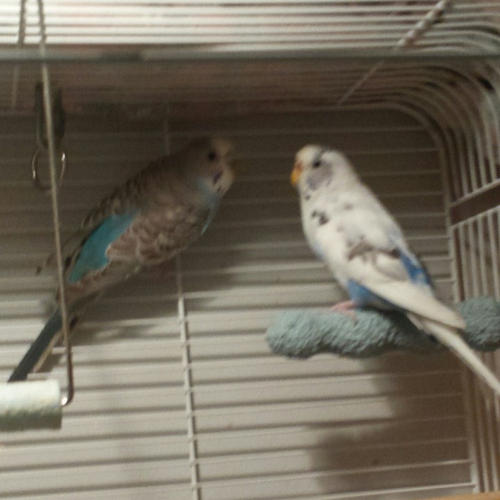 budgies