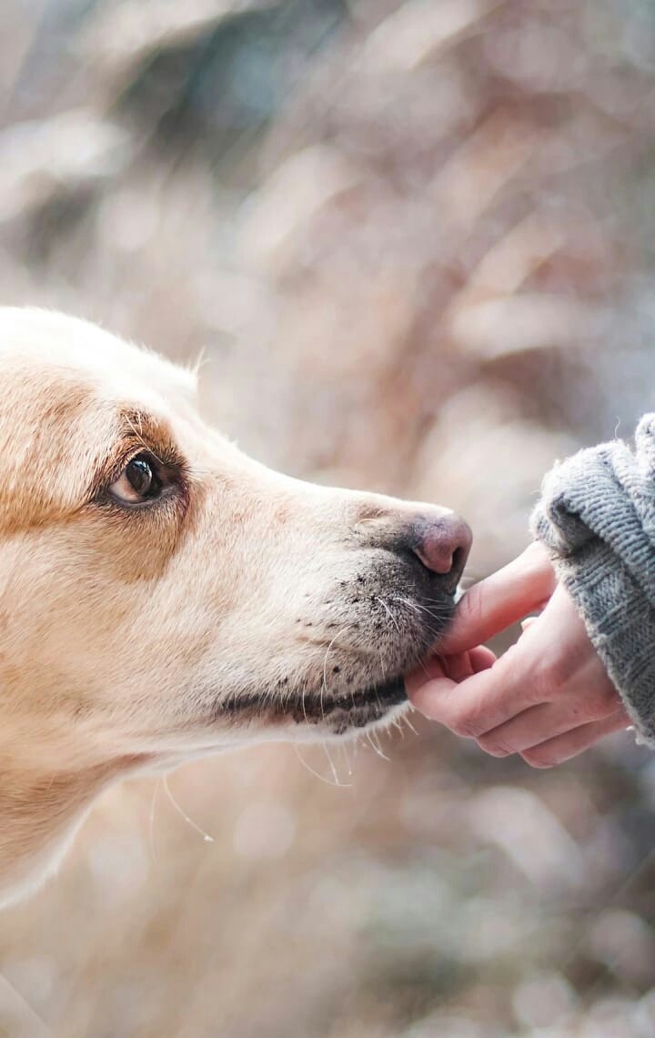 love for animals