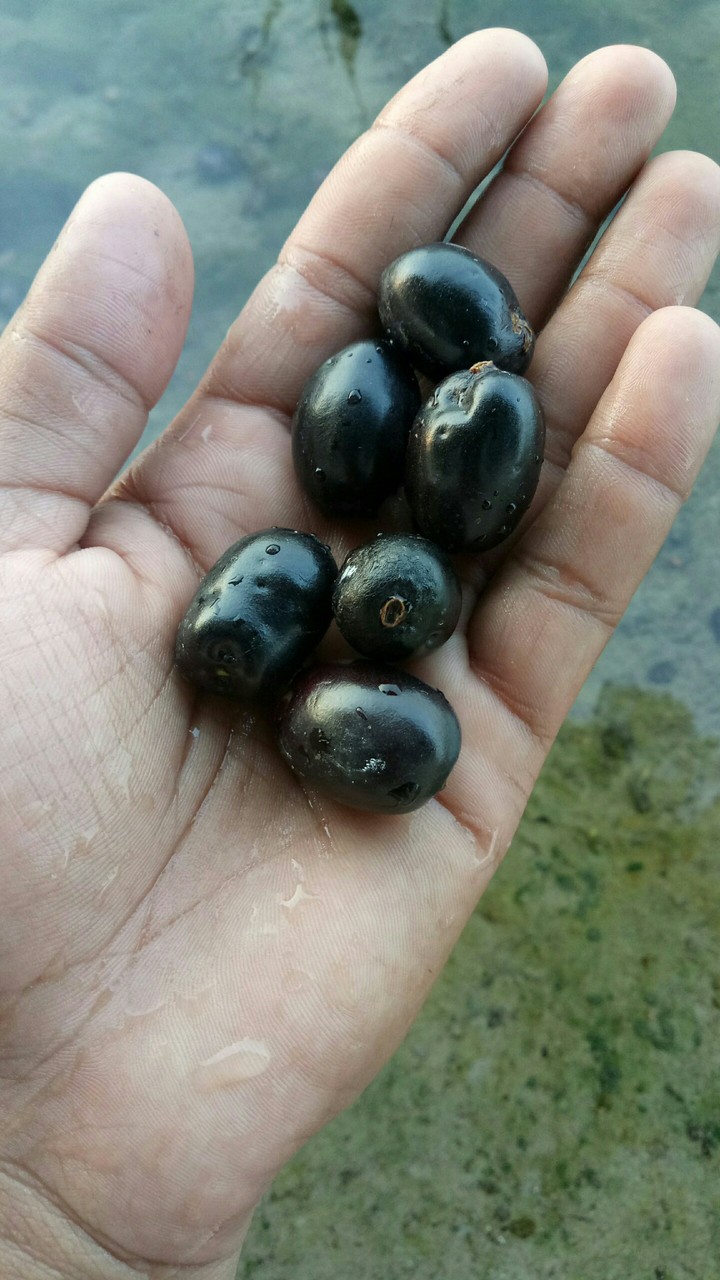 jam