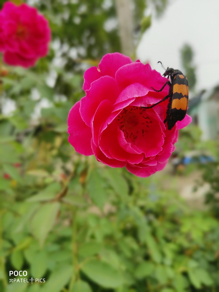 Bumble-bee