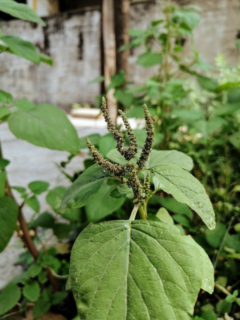 plant