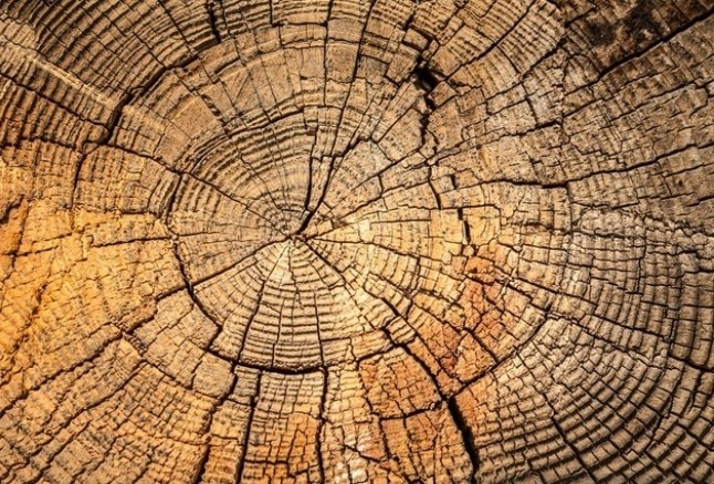 Baum