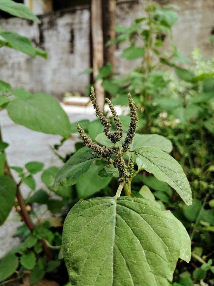 plant