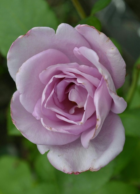 plant, flower壁纸