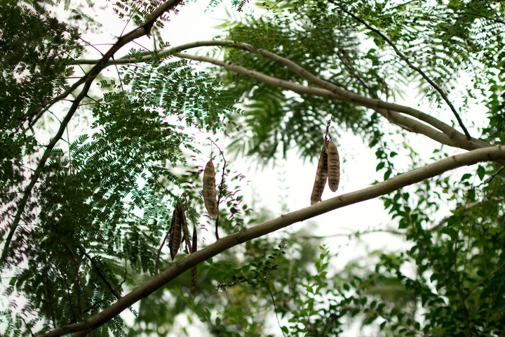 mimosa tree