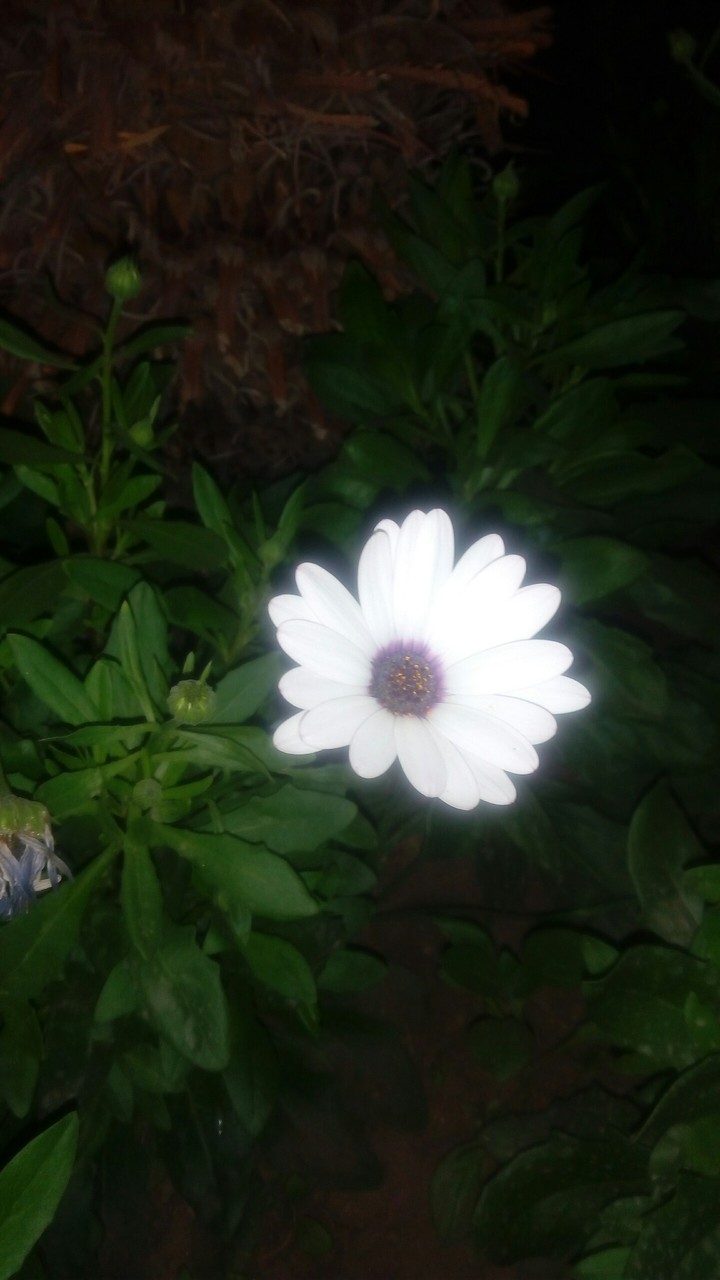 glowing flower