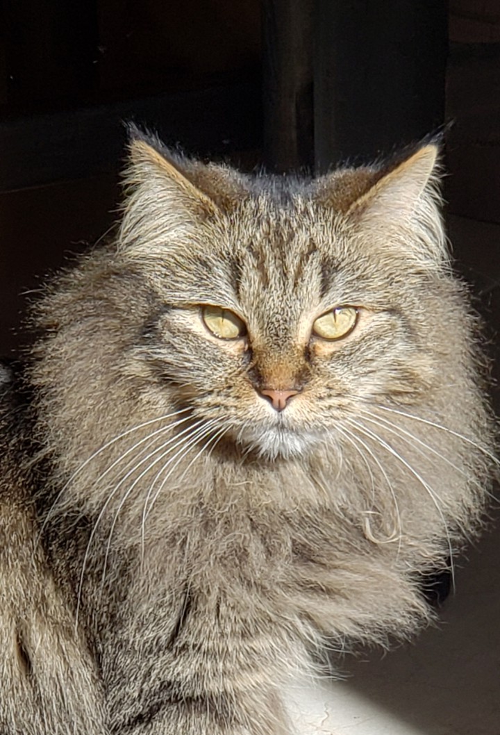 #gatos