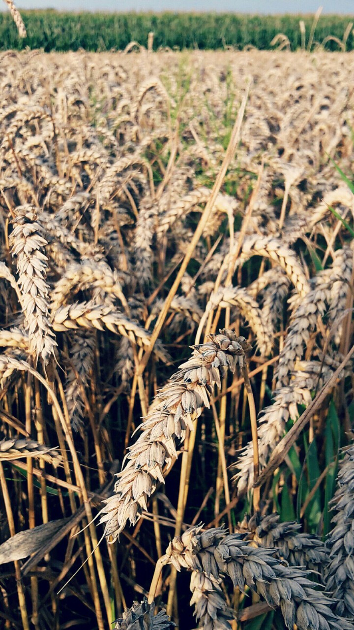 Field