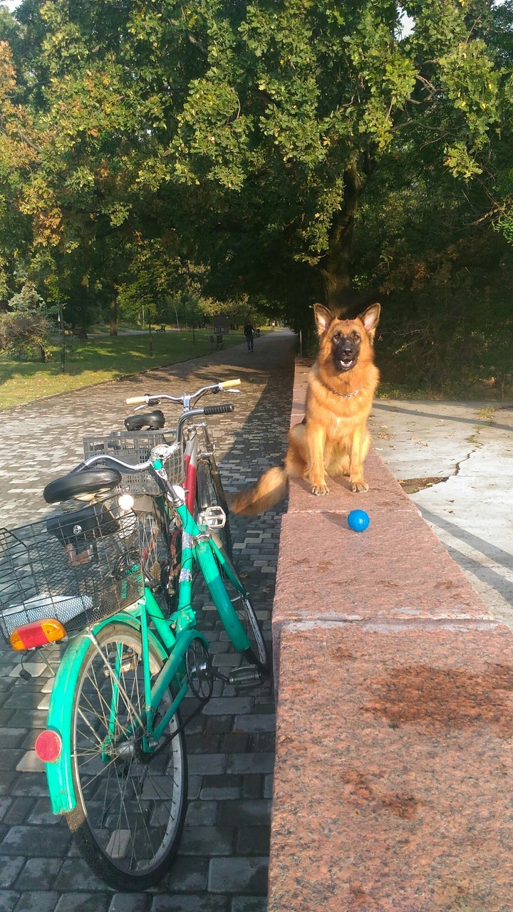 Nice shepherd