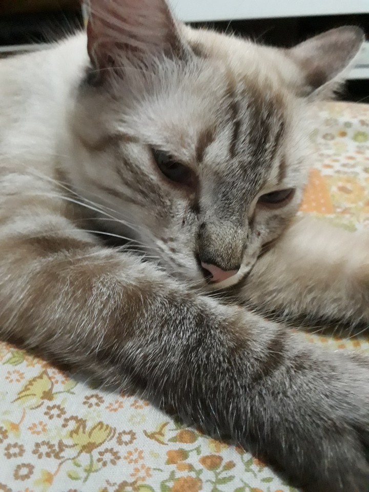my sleeping cat