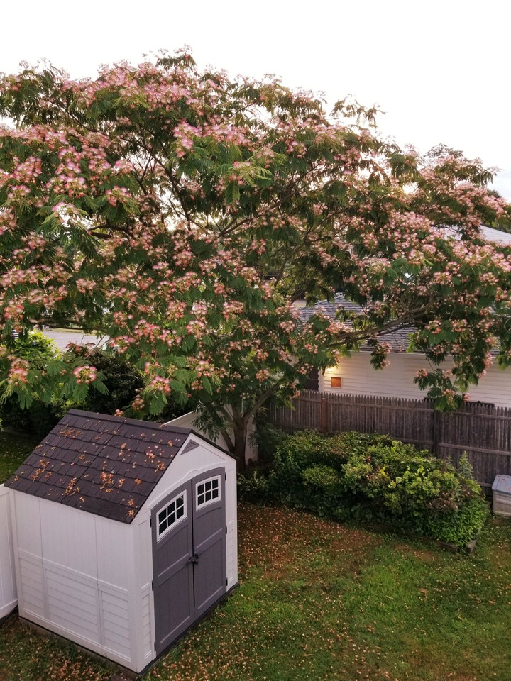 summer tree