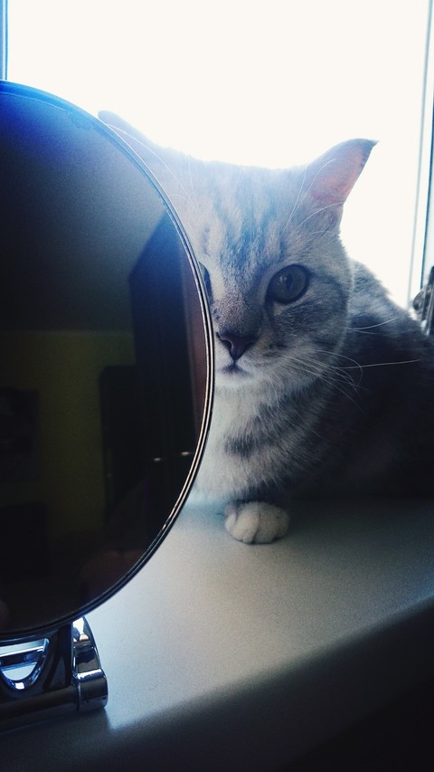 whiskers, kitten桌布