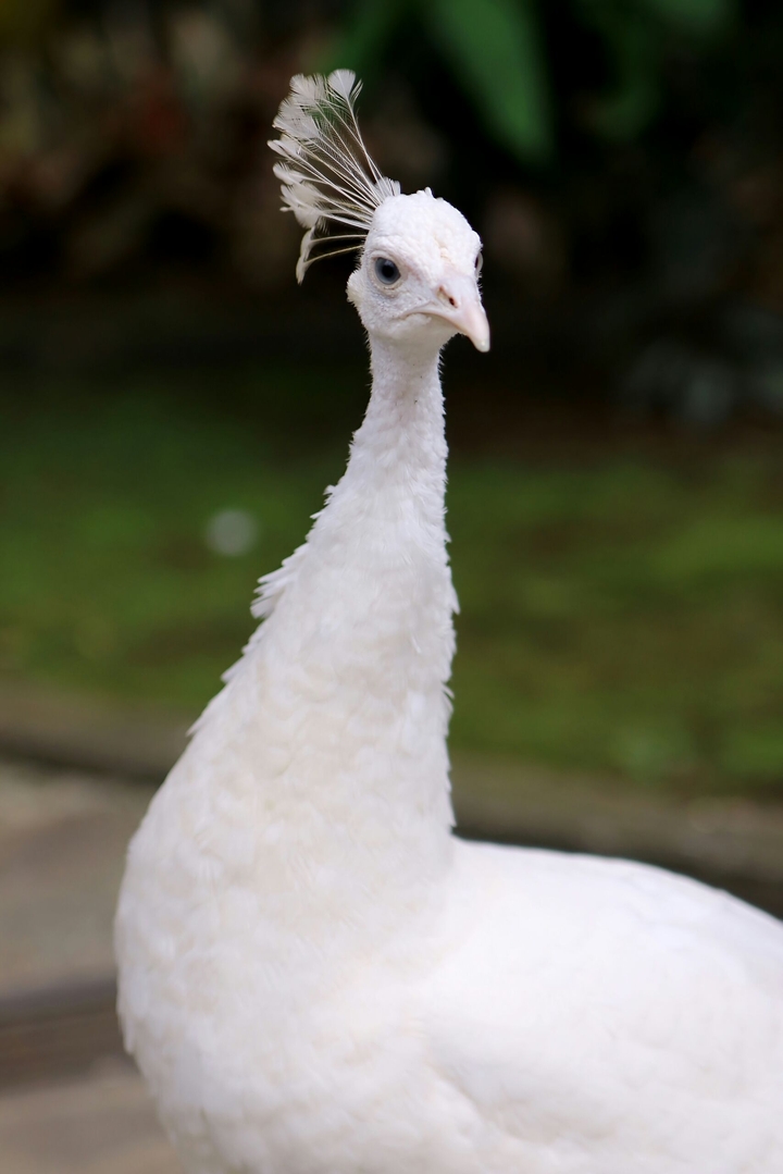 Pavo cristatus (White Peacock)