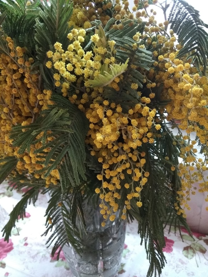 mimosa flower