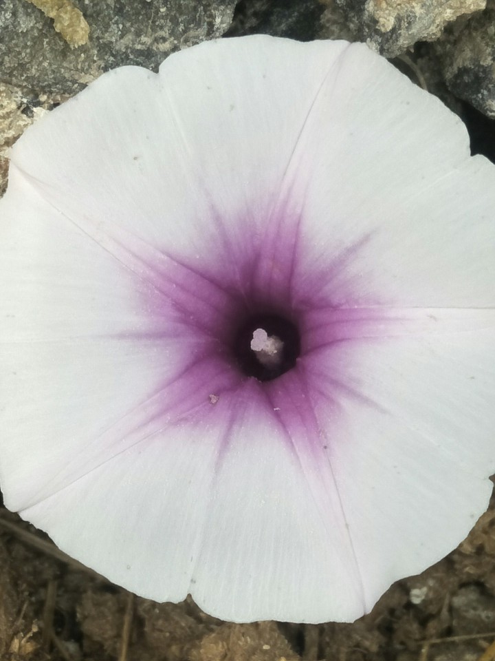 beautiful flower