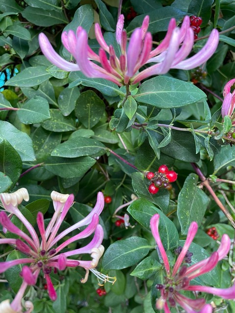 sfondi wildflower, petal