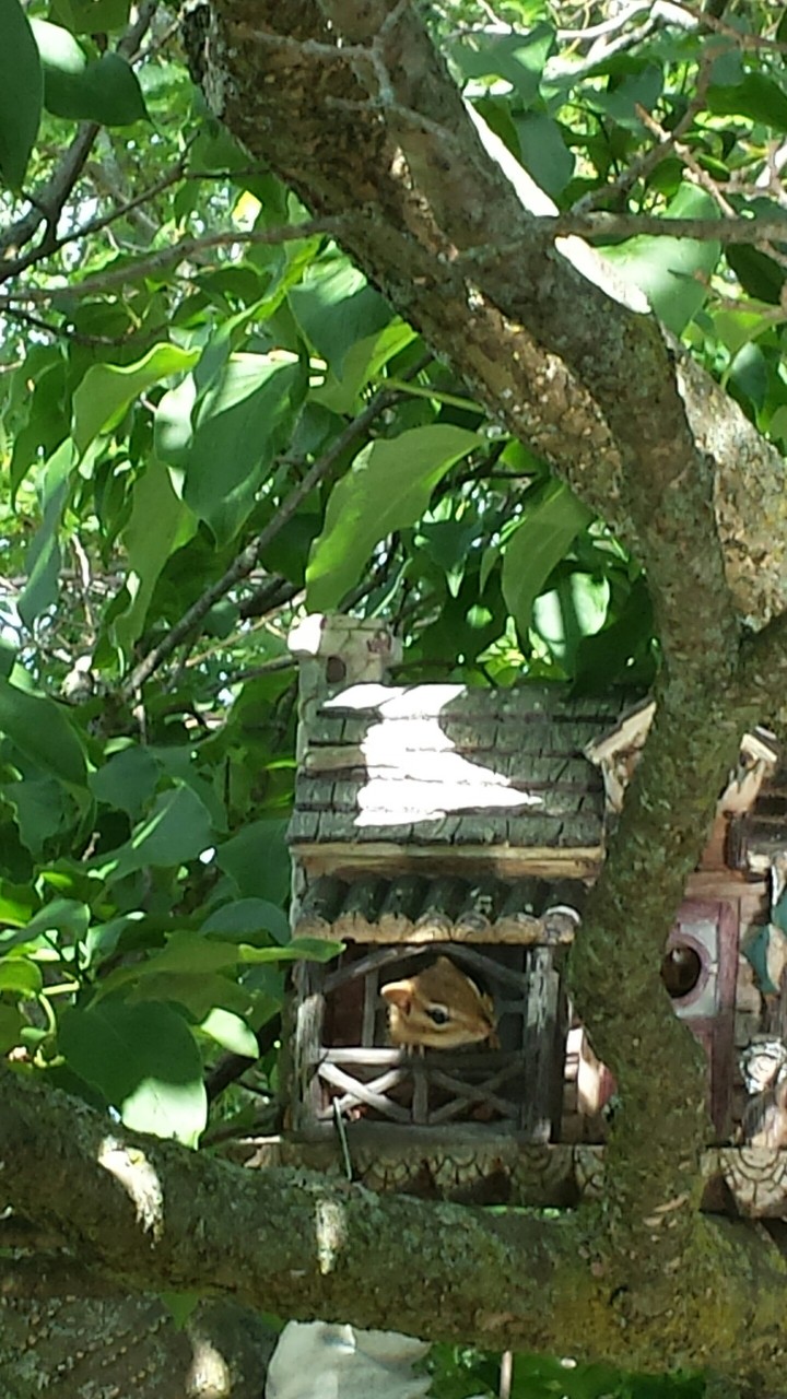 chipmunk