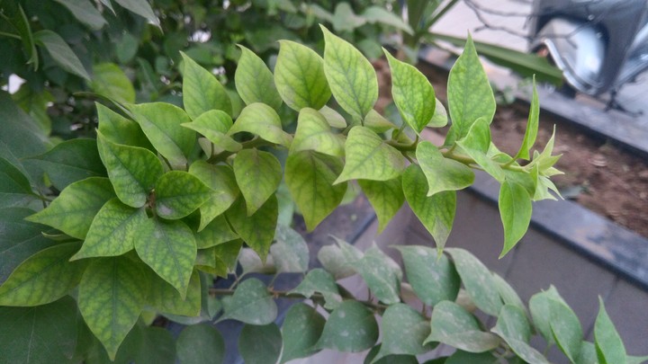 leaves