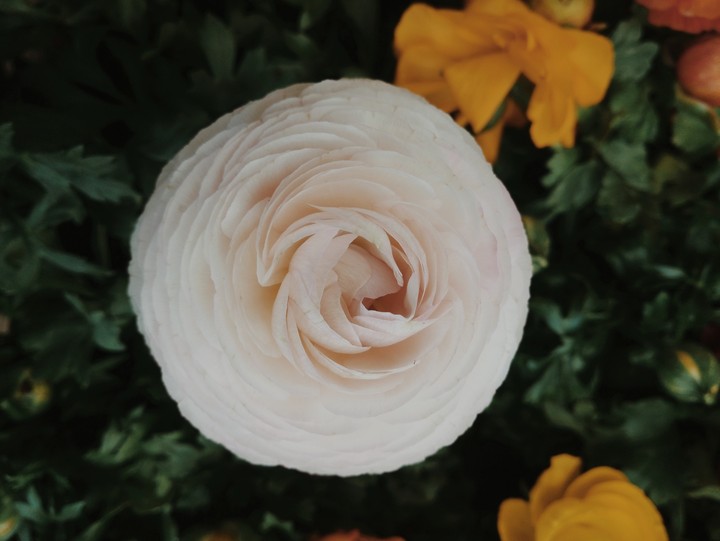 fleurs beige