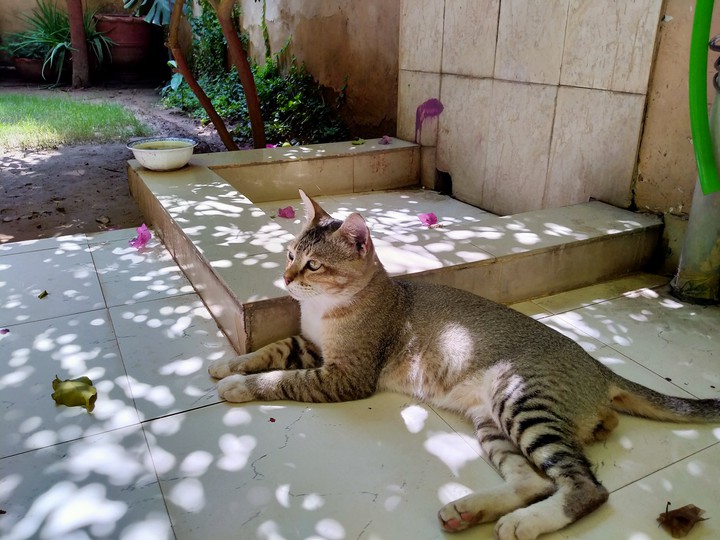 cat in happy mood