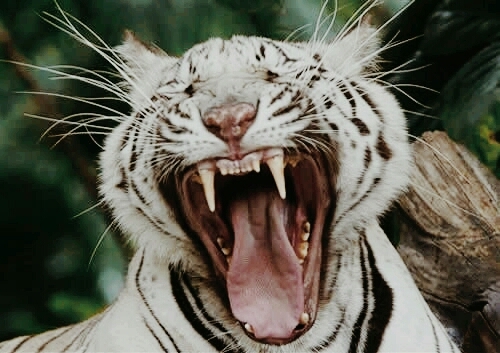 tigre bostezando