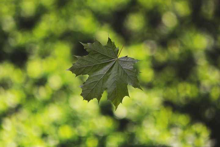 Maple Leafs
