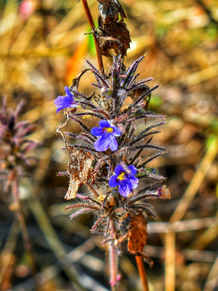 wild flower