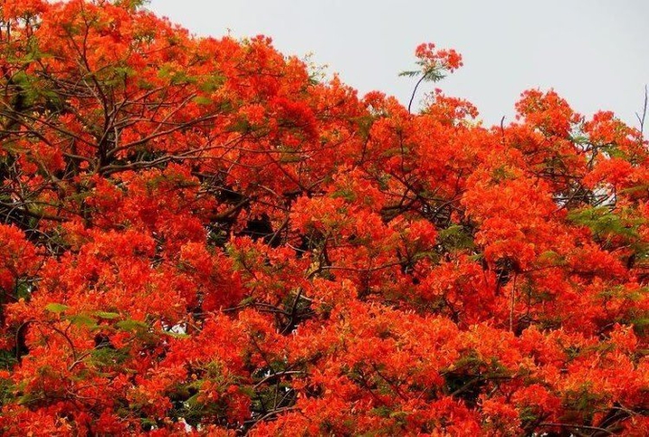 Lovely Trees