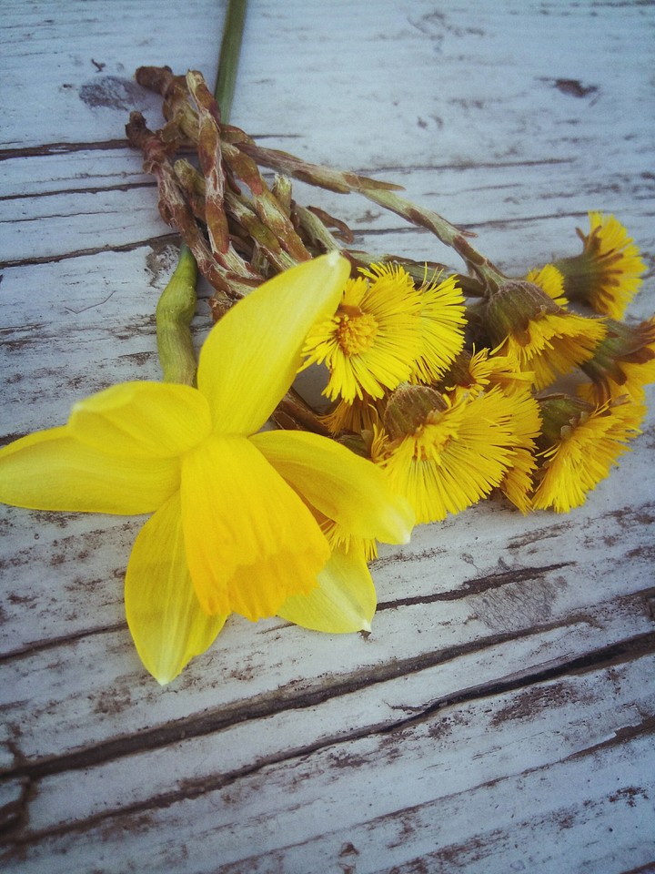 spring flowers
