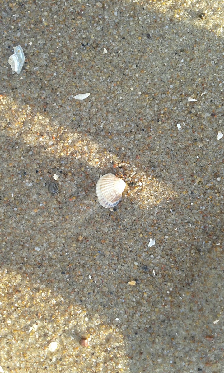 shell