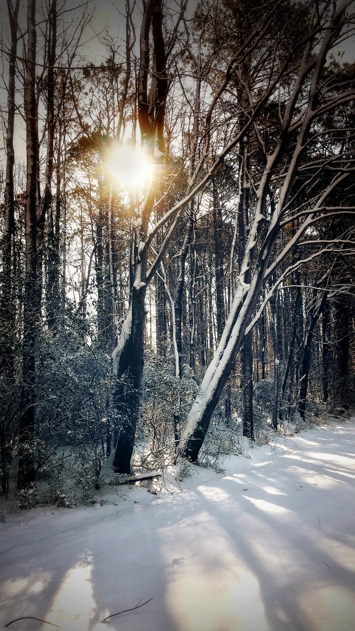 Snow Day