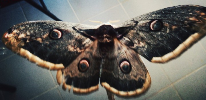 papillon