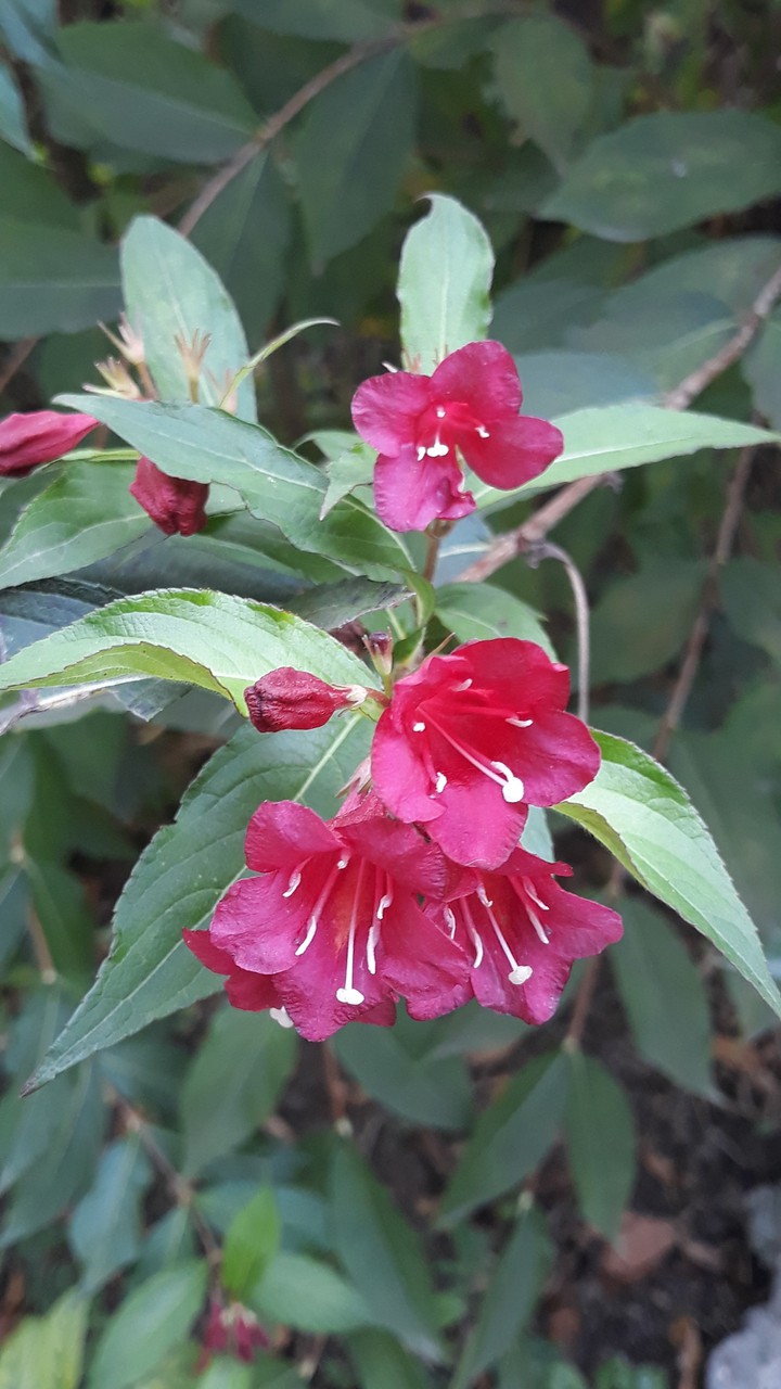 red flowers