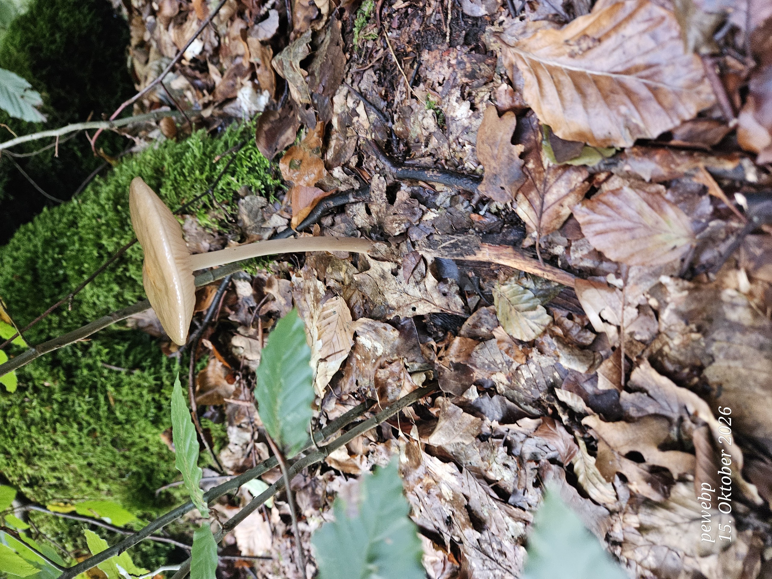 Green, Red, Fungus