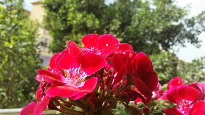 red summer flowers