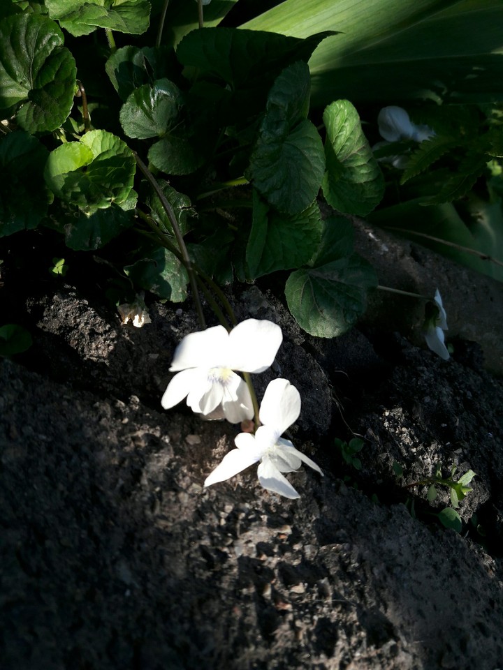 Spring day