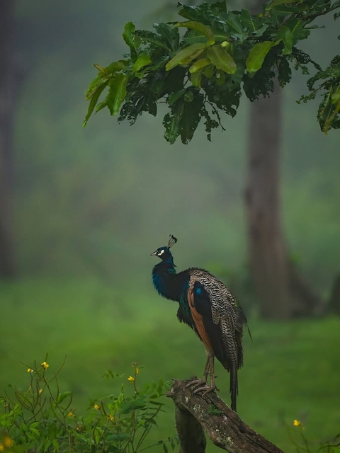 Ranthambore National Park, Zone 6 — Rajasthan, India