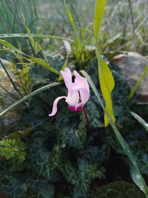 pink flower
